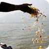 骨灰海撒